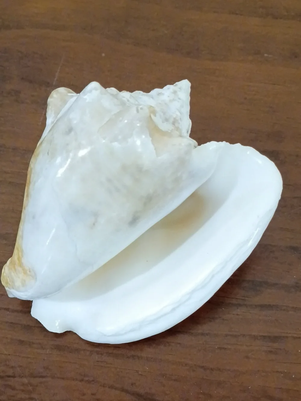 Conch Shells, Set Of 2 - Picture 8 of 10